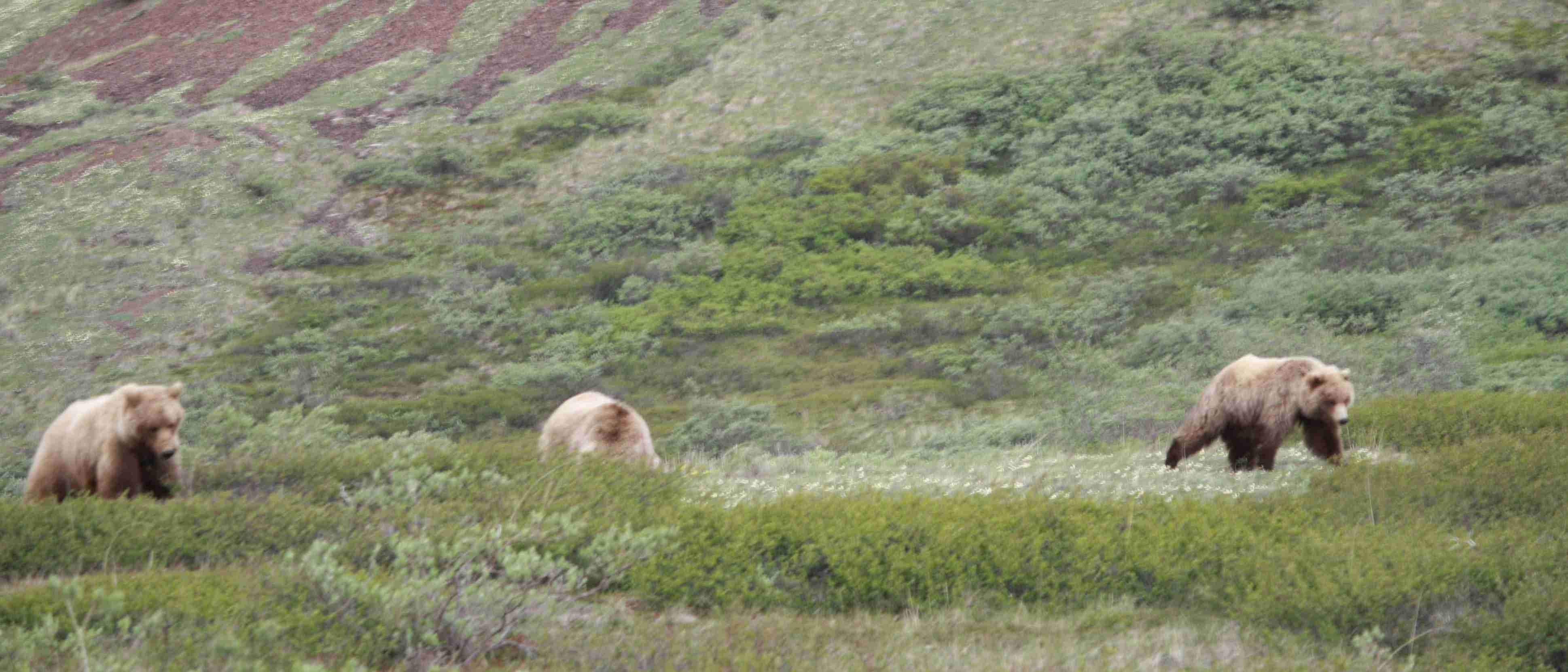 2019-06-14 ALCAN Denali 3 Bears.jpg